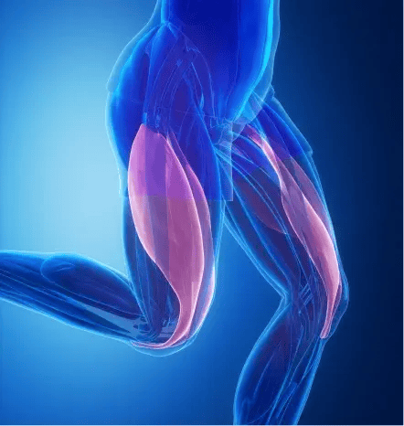 Protection Of Muscle