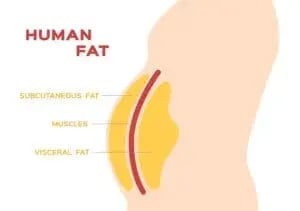 Human-fat-300x211