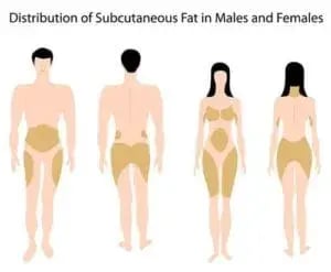 fat-distribution-300x247
