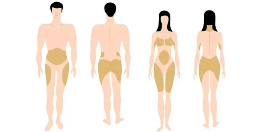 body-fat-distribution